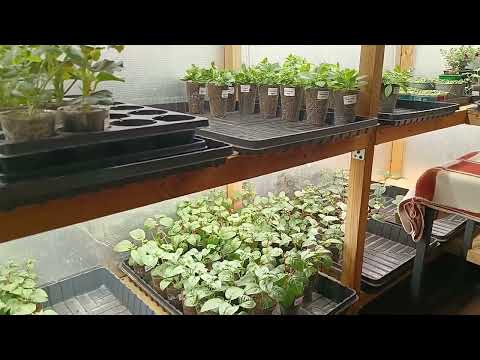 Видео: 🌸Польза или вред? Орошение растений по листу на стеллаже🌸