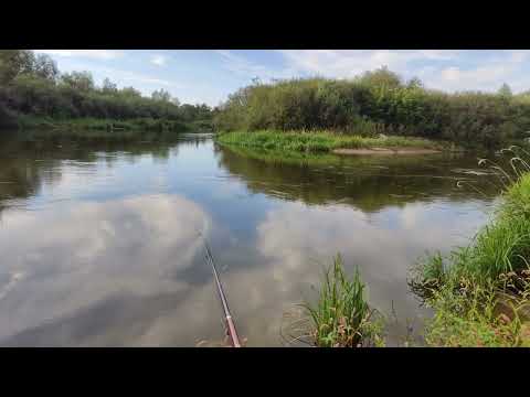 Видео: Рибалка на річці стир , на поплавок