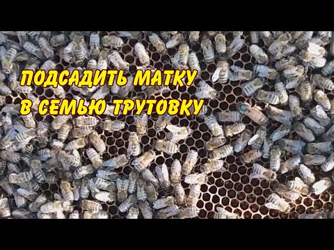 Видео: пчеловодство. подсадить матку в семью трутовку