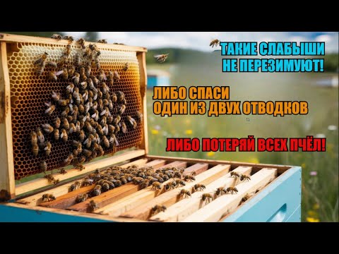 Видео: ПЧЁЛЫ ПРОСЕЛИ ПОЗДНЕЙ ОСЕНЬЮ И НЕ ПЕРЕЗИМУЮТ как СПАСТИ ПЧЕЛУ МЕТОД ОБЪЕДИНЕНИЯ В НОЯБРЕ ☝️🐝🐝