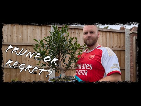 Видео: Я зашёл слишком далеко!? Обрезка фикуса тигрового цвета.