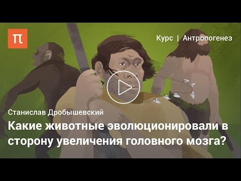 Видео: Альтернативное развитие разума — Станислав Дробышевский