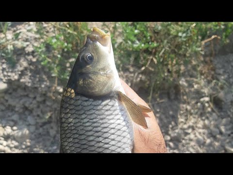 Видео: Рыбалка на сырдарье в Таджикистане ловля сазана и сома// Мохигири сазан ва сом дар сирдарё 20.09.20г