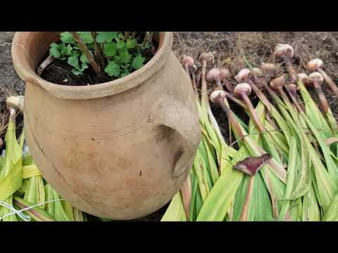 Видео: 3 октября.  Гладиолусы,  каллы уход и хранение 