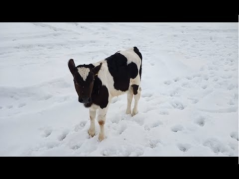 Видео: Как правильно выбрать телёнка при покупке?