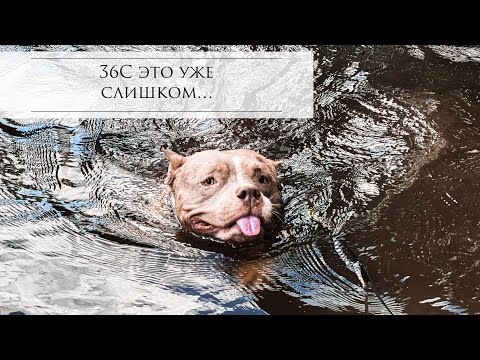 Видео: Спасаемся от знойной 🥵жары с буллочками! Сразу 6 булли в одном ролике )