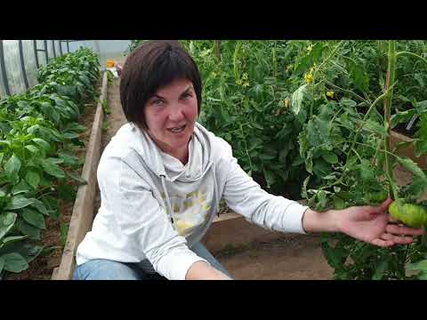 Видео: Жирование томатов. Вершинная гниль. Опадение цвета. Три проблемы - одно решение. И это - подкормка!