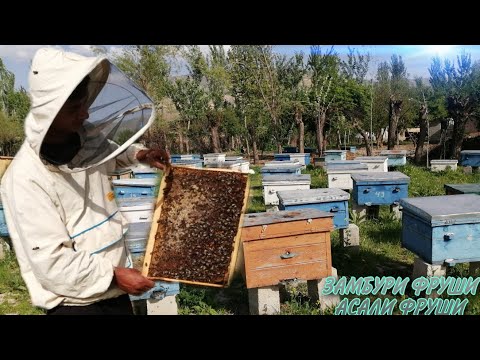 Видео: ЗАМБУР ВА АСАЛИ ТОЗА ФРУШИ МАЪЛУМОТИ ПУРА 100 ОИЛА ЗАМБУР ДАР Н.ЁВОН