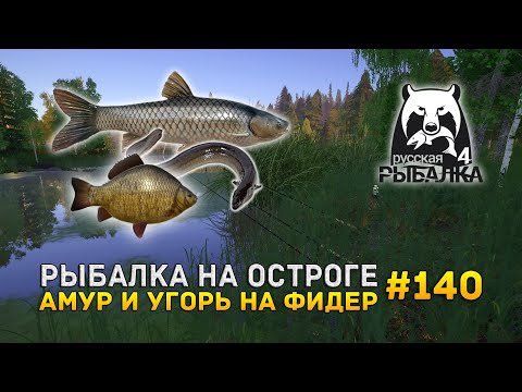 Видео: Рыбалка на Остроге. Амур и Угорь на фидер - Русская Рыбалка 4 #140