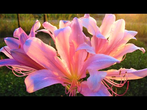 Видео: Сказочно красивые редкие цветы для дома и сада!