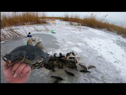 Видео: Огромный ротан клюет даже на палец!Первый лёд 2022-2023!Ловля ротана на блесну и жерлицы.