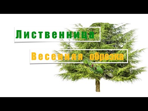 Видео: Лиственница. Формирование кроны. Часть 2//Nataliya Alekseeva//