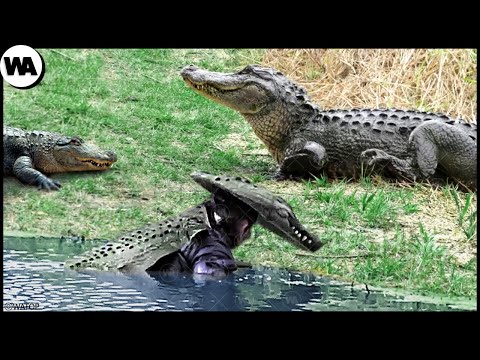 Видео: Человек, Который Троллит Крокодилов