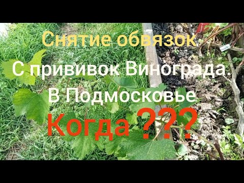 Видео: Снятие обвязок с прививок винограда в Подмосковье. Когда снимать?