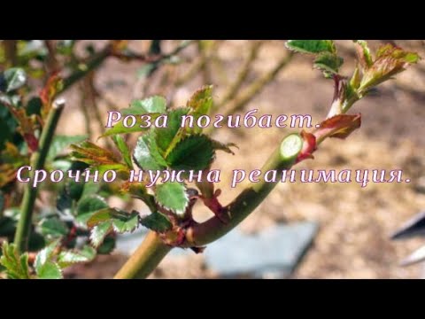 Видео: Роза погибает. Срочная реанимация. Питомник 🌹 и 🌲 Е. Иващенко