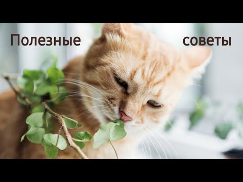 Видео: Полезные советы