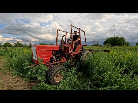 Видео: ЧП на картофельном поле! Спасаем урожай! Трактор Т-25А с окучником творит чудеса!