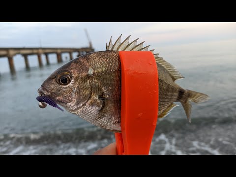 Видео: Морская рыбалка на спиннинг в Абхазии 2023. Микроджиг с берега. п.Алахадзы.