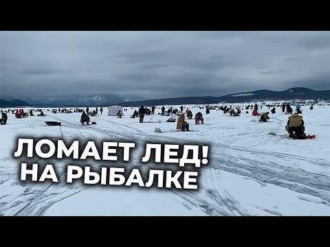 Видео: Зубариная лихорадка 🐟 Ломает ЛЁД!