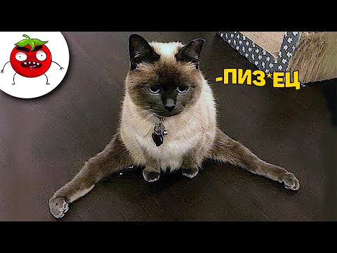 Видео: ЗАСМЕЯЛСЯ ПОДПИСАЛСЯ | Тест на Психику Челендж | ЛУЧШИЕ ПРИКОЛЫ 2025 года | УГАР #163