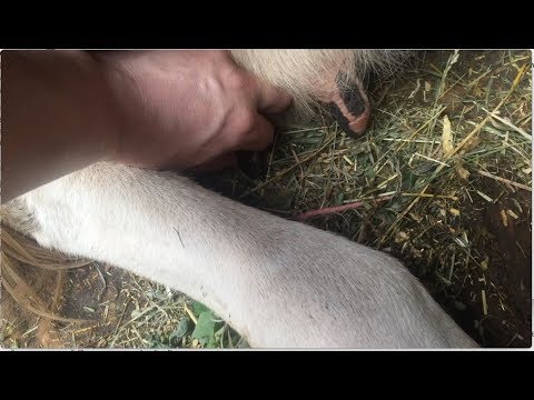 Видео: Вылечил корову с сужением молочного канала.