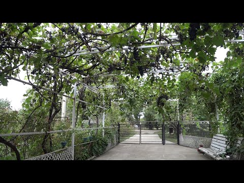 Видео: Царская чача