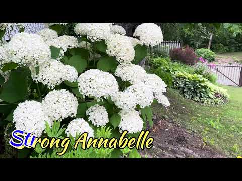 Видео: Найефективніший метод живцювання гортензій #живцювання #гортензія #садівництво 