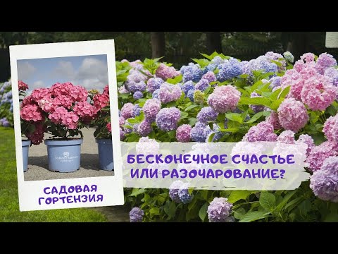 Видео: Садовая гортензия бесконечное счастье или разочарование?