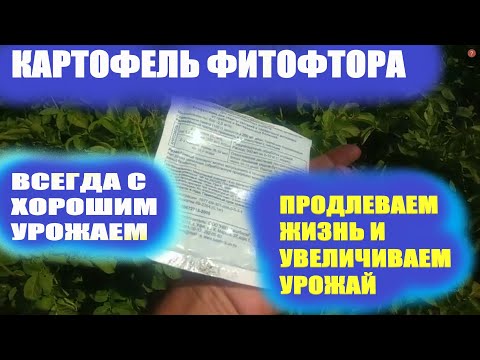 Видео: Фитофтороз//Обработка картофеля от фитофторы