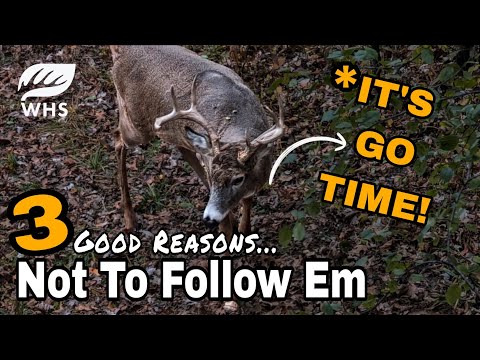 Видео: Отчет о гоне белохвостых оленей | Почему вы не видите самцов