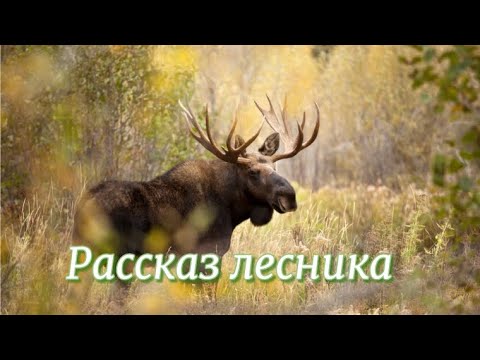 Видео: Рассказ лесника