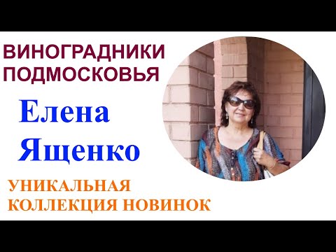 Видео: Коллекционный виноградник в Подмосковье или в гостях у Елены и Вячеслава Ященко 12.08.2021
