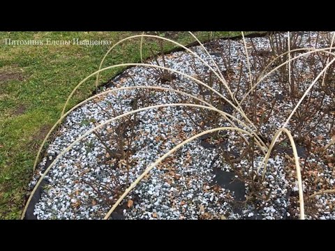Видео: Подготовка Роз к зиме. Обработка. Укрытие. Как сохранить укорененные черенки роз в зиму.