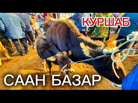 Видео: КУРШАБ СААН БАЗАР 08.11.2025#памиртв #horse #rek 