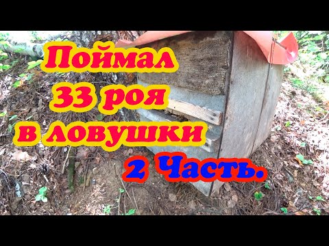 Видео: ПРОВЕРКА ЛОВУШЕК ДЛЯ БРОДЯЧИХ РОЁВ, СУПЕР УЛОВ  2 Часть