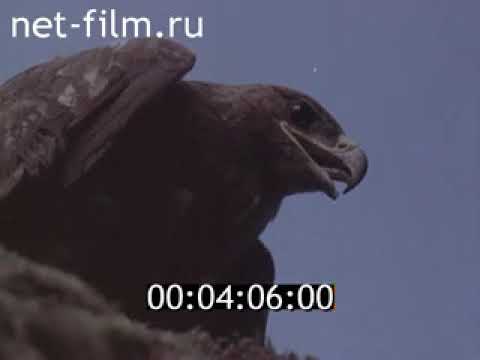 Видео: Теберда, Домбай 1980 год.