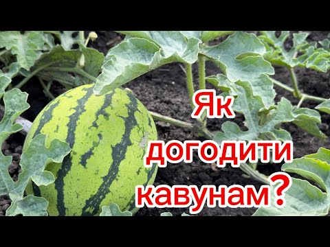 Видео: Кавуни на 30 червня, вже завʼязуються, не пасинкуємо.
