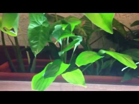 Видео: Фитофильтр часть 2