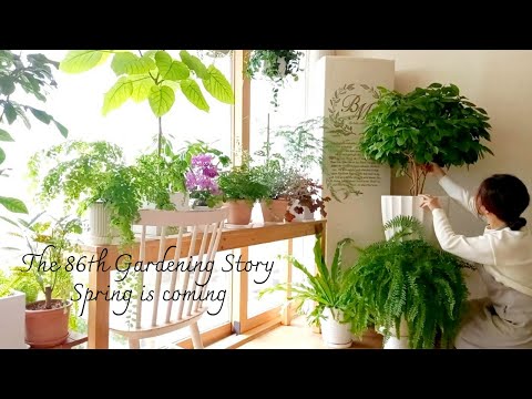 Видео: Весенний сад/сад в гостиной перед переездом