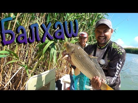 Видео: Рыбалка на Балхаше! Рыболовная база Завидово. Ловим сазана и хищника.