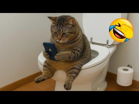 Видео: Самый смешной клип про кошек и собак 2025 года😼🐶Попробуйте не засмеяться😜 #198