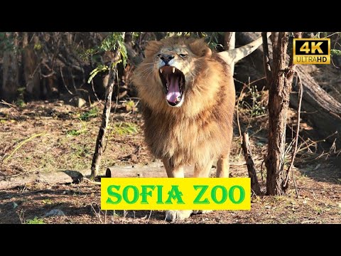 Видео: SOFIA ZOO 4K | Zoological garden | Зоологическа градина София | Sofia Bulgaria