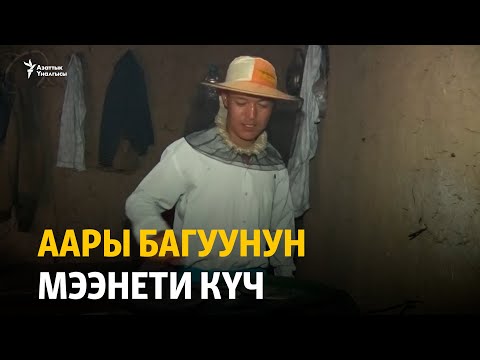 Видео: Аары багуунун мээнети күч