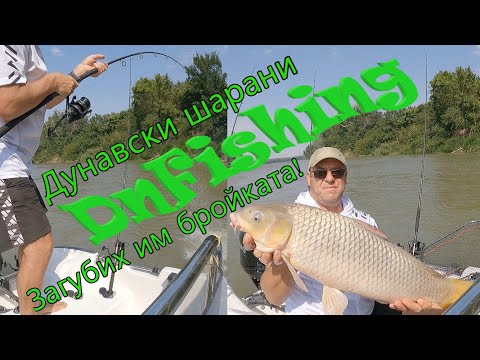 Видео: Диви шарани на р. Дунав ! Danube carp fishing !!!