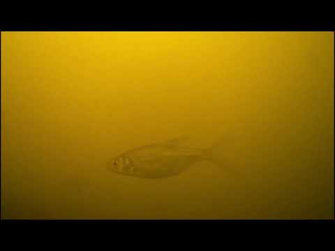Видео: Подводная сьемка река Теза. Очень много рыбы .
