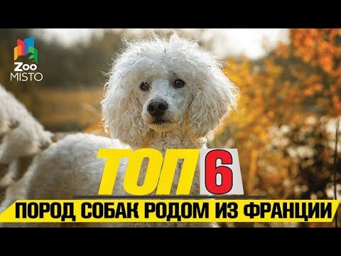 Видео: Топ 6 пород собак родом из Франции | Top 6 Dog Breeds Originally from France