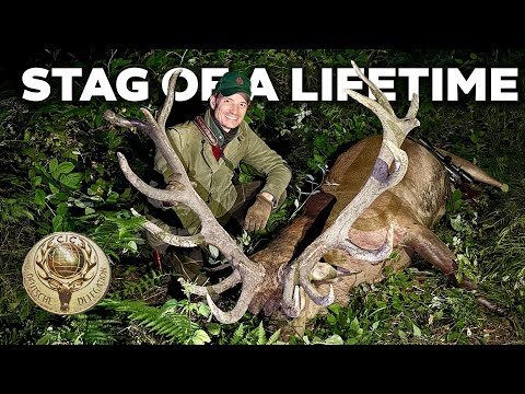 Видео: Олень жизни