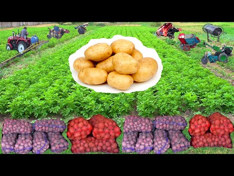 Видео: Как вырастить большой урожай картофеля!