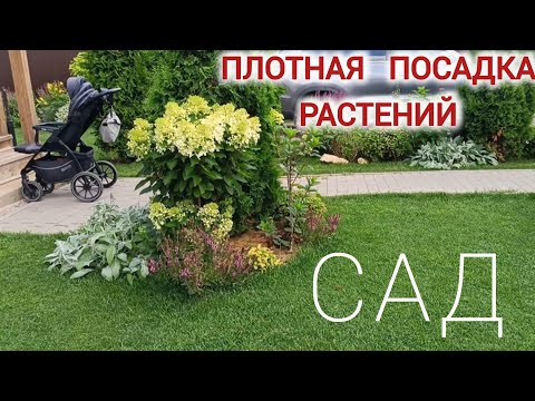 Видео: Плотная посадка ГОРТЕНЗИИ, МАЛИНЫ и ХОСТЫ на Маленьком участке