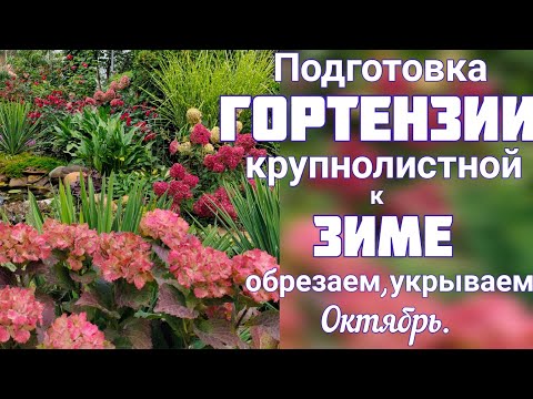 Видео: ГОТОВИМ крупнолистные ГОРТЕНЗИИ к зиме . Наш способ УКРЫТИЯ. Осенние работы в саду 20 октября.